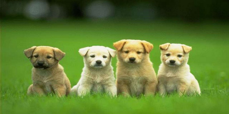 Mơ Thấy Chó Có Điềm Báo Ra Sao? Đánh Con Số Gì Lãi Lớn? 9 Giấc mơ thấy chó ẩn chứa rất nhiều con số may mắn